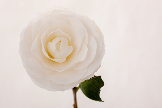 White Camellia In The White Background