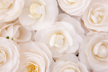Close-up of white camellia - obrazy, fototapety, plakaty