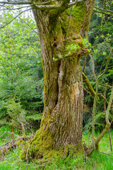 Alter knorriger Baum