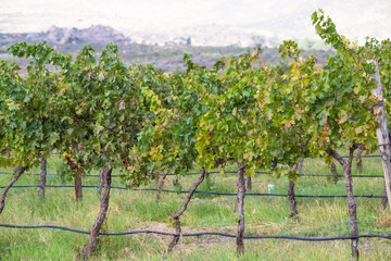 Fototapeta na wymiar vineyard in Autumn