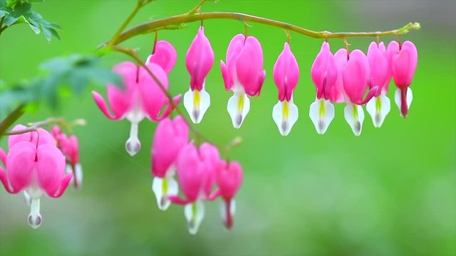 Dicentra flower heart shaped flowers. Pink bleeding heart flowers bouquet background. Purple broken hearts flowers growing in spring garden. Slow motion. 3840X2160 4K UHD video footage