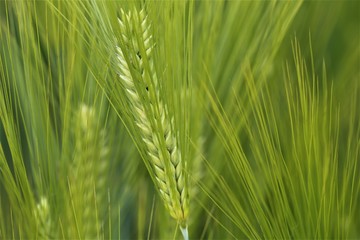 field of wheat