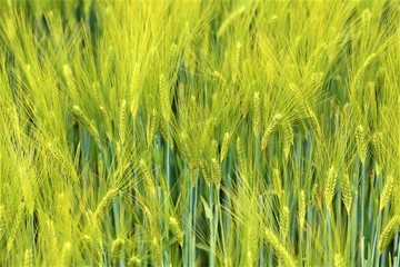 Obraz premium green wheat field