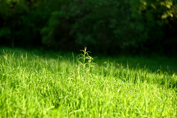 Natural flowers and herbs in the summer forest