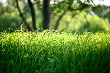 Natural flowers and herbs in the summer forest