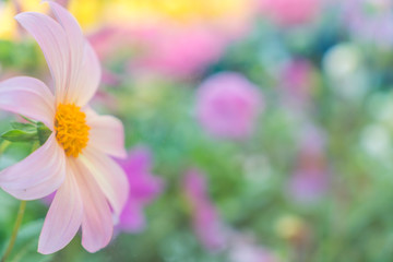 Beautiful flowers background