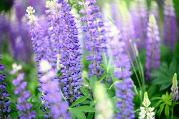 Obraz premium Natural flowers and herbs in the summer forest