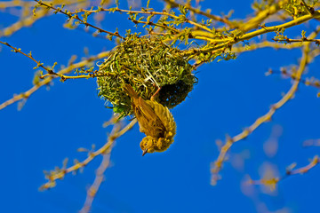 Young male Cape Weaver hanging from nest