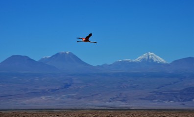 Fototapeta na wymiar Flying flamingo chaxa lagoon