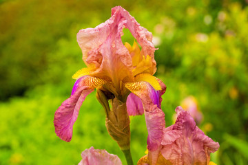 Pink irises growing in a garden in north east Italy. The flowers are wet from recent rain.