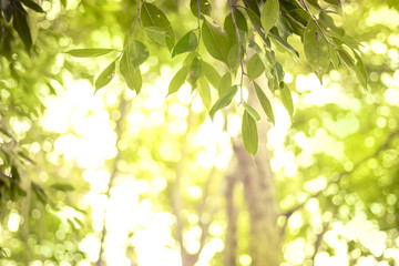 The green leaf on blurred background in forest. Wallpaper natural concept with copy space for text.