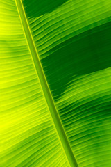 Green banana leaf texture, full frame background