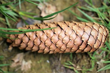 pine cone on a branch