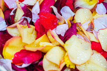 colored rose petals