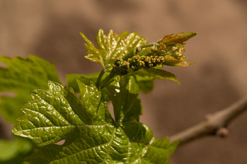 Viticulture - flowers of the vine. Wine-making. Technology of wine production. Wine production in Moldova.	