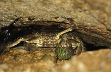A alone crab is hidding under the rock under the water