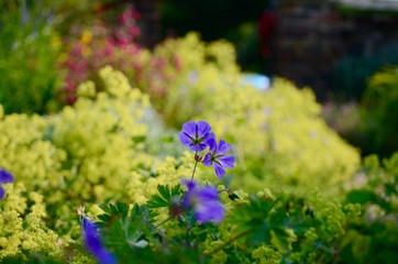 Obraz premium blue flowers in the garden