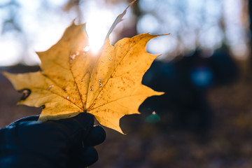 yellow autumn maple leaf in hand Adventure motorcycle, Motorcyclist gear, A motorbike driver looks, concept of active lifestyle, enduro travel road trip
