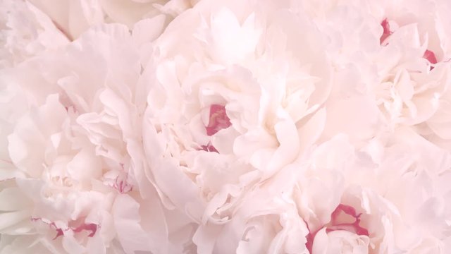 Beautiful pink peony flowers opening. Blooming bouquet of peonies opening closeup. Timelapse 4K UHD video footage. 3840X2160