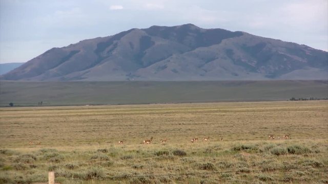 Pronghorn on the move in the prairie, Wyoming