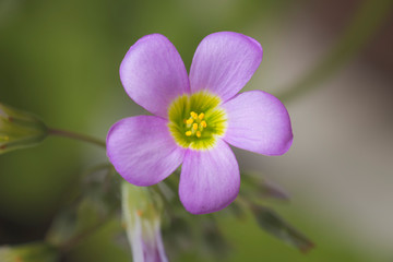 macro photo of a small violet flower with yellow pistils
