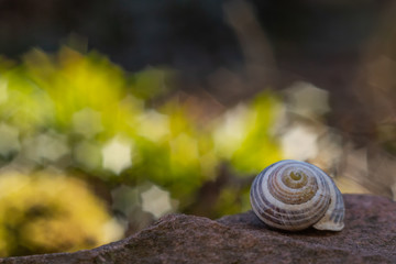 Snails House