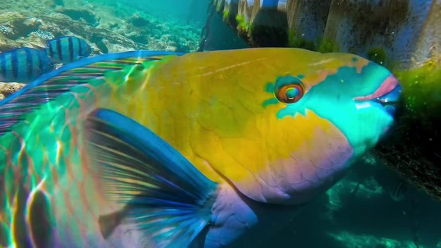 Rusty parrotfish feeding seaweed from plastic pontoon over coral reef on a coastline of Red sea. Colorful Scarus ferrugineus teeth extreme close up