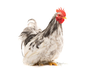 Cochin rooster isolated on white