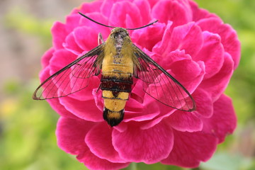 pellucid hawk mothon a flower