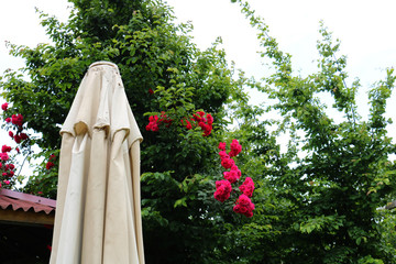 Red roses on the roof with closed umbrellas on sky background