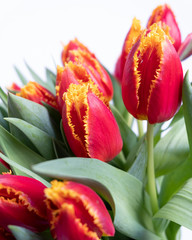 Bouquet of beautiful red tulips