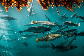 Fototapeta na wymiar Big Cod fishes in huge water tank.