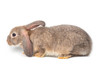 Gray cute young rabbit on white background. Lovely action of young rabbit.