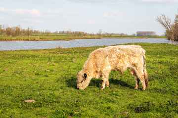 Fototapeta premium Young male Galloway cow grazing