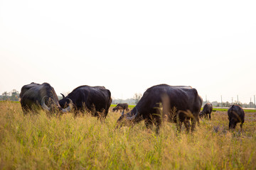 Thai Buffalo Life Machine of Farmer in Thailand.