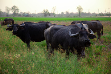 Thai Buffalo Life Machine of Farmer in Thailand.