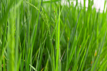 rice plant leaves on blue sky background on bright sky day, Green grass leaves