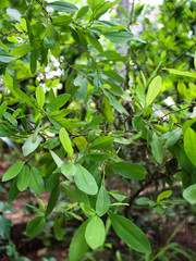 Coca plant - Sri Lanka 