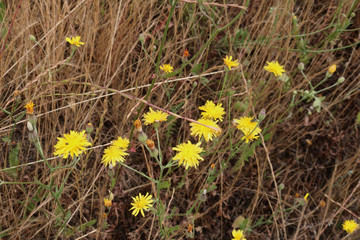 Mother and Stepmother - first yellow early spring flower in the field, among the dry grass. The collection of medicinal plant 