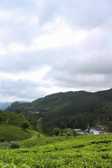 Tea plantation fields in Sri Lankan - Nuwara Eliya, (Hill Country)