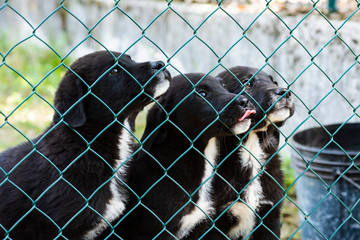 small white and black dogs behind a metal net