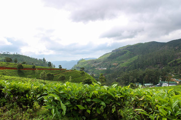 Fototapeta na wymiar Tea plantation fields in Sri Lankan - Nuwara Eliya, (Hill Country)