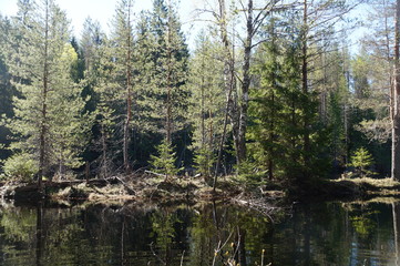 Fototapeta na wymiar It's spring. River. On the banks of the river pine, birch, spruce. Trees are reflected in the water. The day is clear, Sunny.