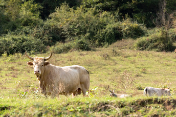 isolated bull grazing in the countryside, Italy