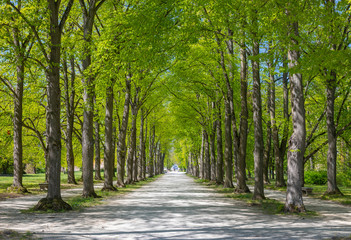 Fototapeta na wymiar green corridor, tree alley, Esterhaza, Hungary