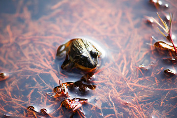 Frog at the side of the pond - Ella, Sri Lanka 