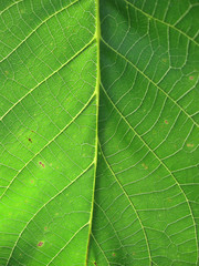 Macro photo of natural green leaf sunlit backlight