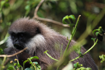 Purple-faced langur monkey - Ella, Sri Lanka 