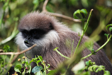 Purple-faced langur monkey - Ella, Sri Lanka 