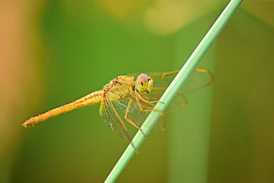 Close up detail of dragonfly. dragonfly image is wild with blur background. Orange Dragonflies on flower